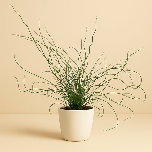 Juncus Liebeslocken - 35cm