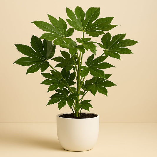 Fatsia Japonica - 70cm