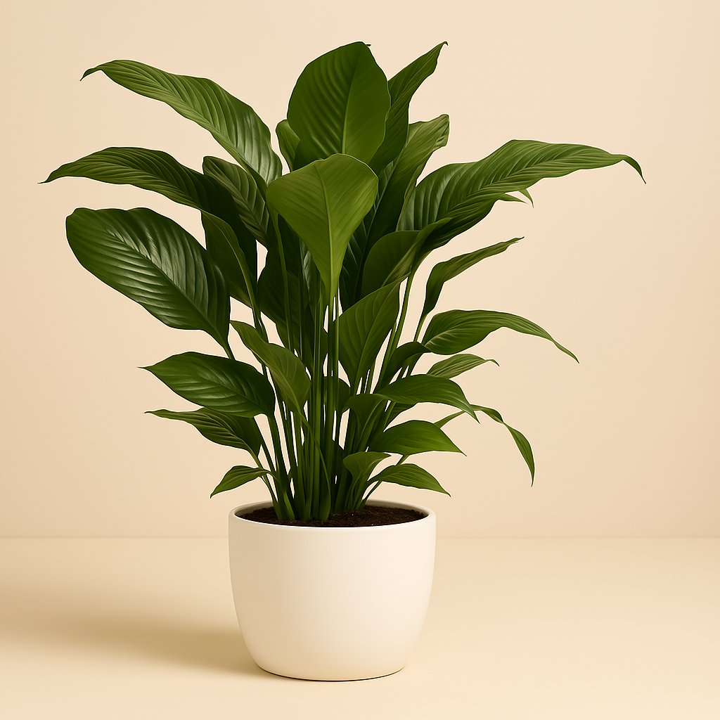 Spathiphyllum Sweet Lauretta - 90cm