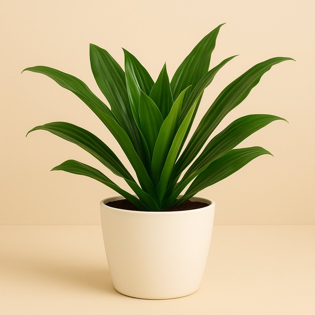Dracaena Compacta - 28cm