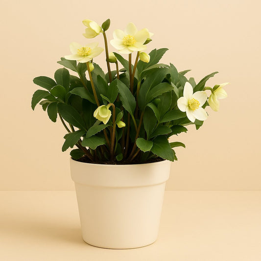 Helleborus Niger Advent Star Early - 32cm