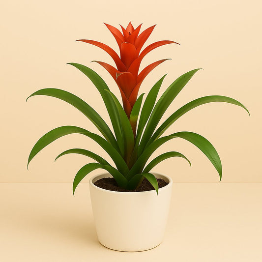 Guzmanie "Amoretto" Blanco Hoes - 55cm