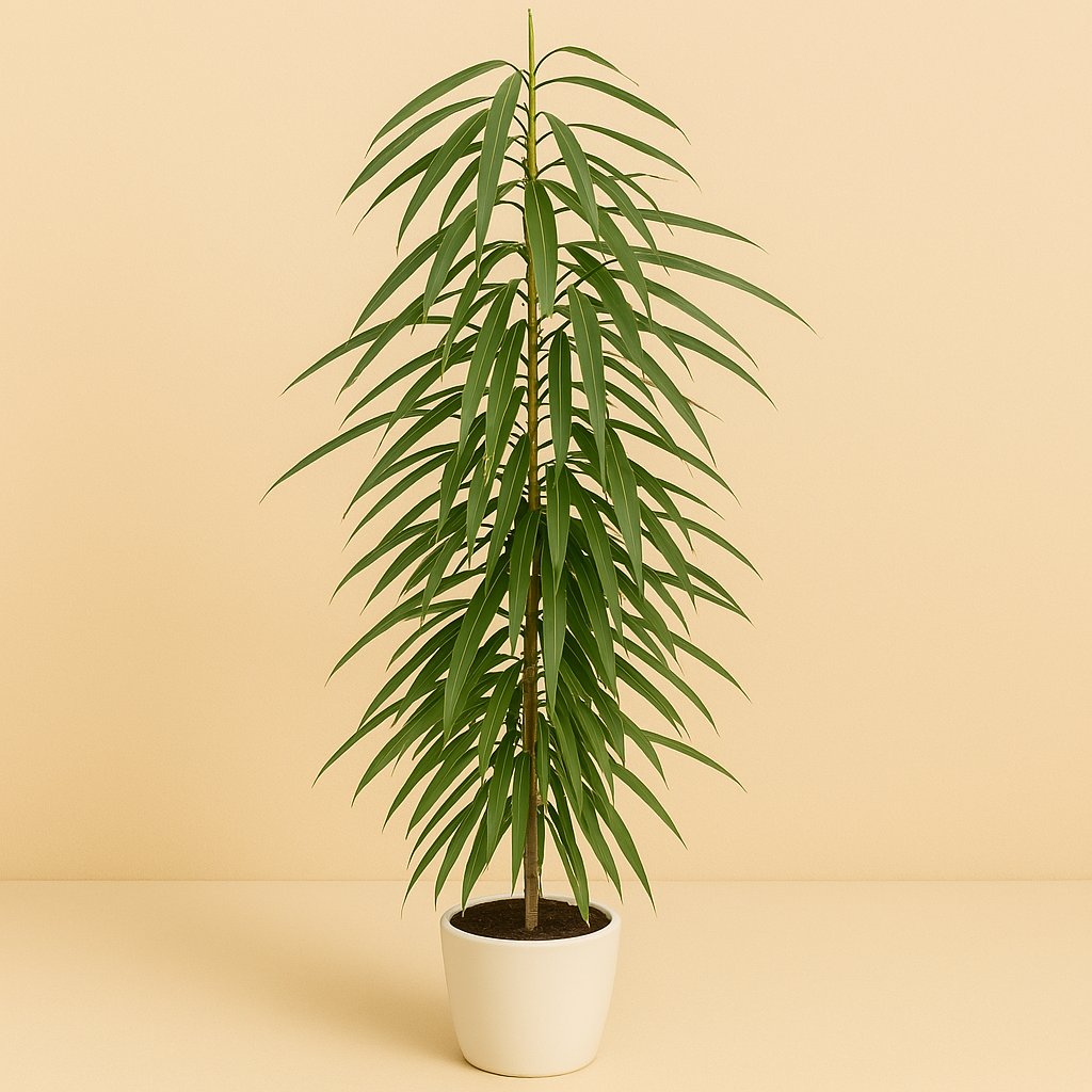 Ficus Binnendijkii Alii - 110cm