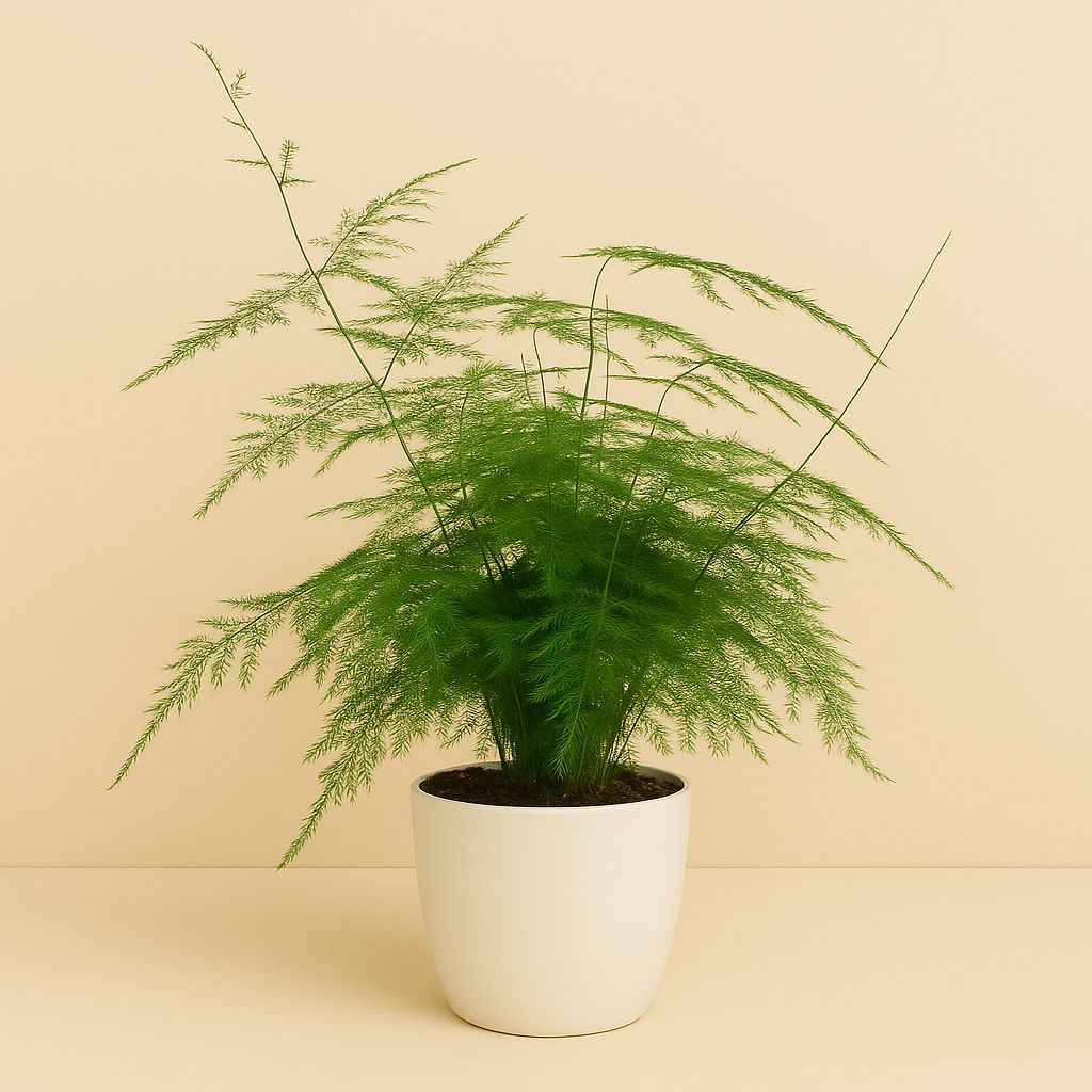 Asparagus Setaceus Bush - 60cm