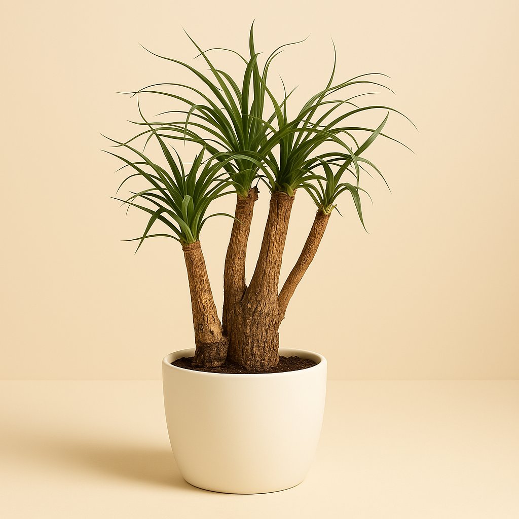 Beaucarnea Nolina - 75cm