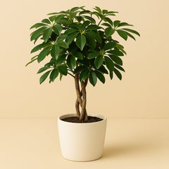 Schefflera Gold Capella - 120cm