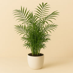 Chamaedorea Elegans - 55cm