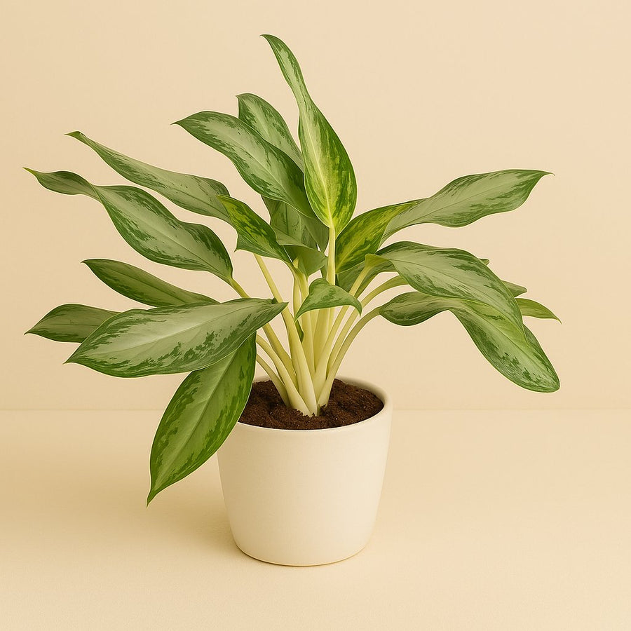 Aglaonema Golden Bay - 60cm in einem modernen Studio mit modernem Topf