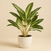 Aglaonema Keylime 70cm im 21cm Topf