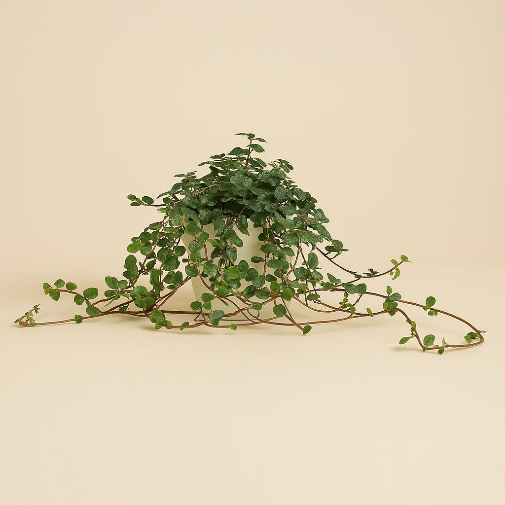 Pilea Glaucophylla - 15cm