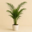 Dypsis Lutescens 160cm im 27cm Topf