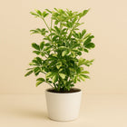 Schefflera Charlotte - 55cm im Ø21cm Topf in einem modernen Studio