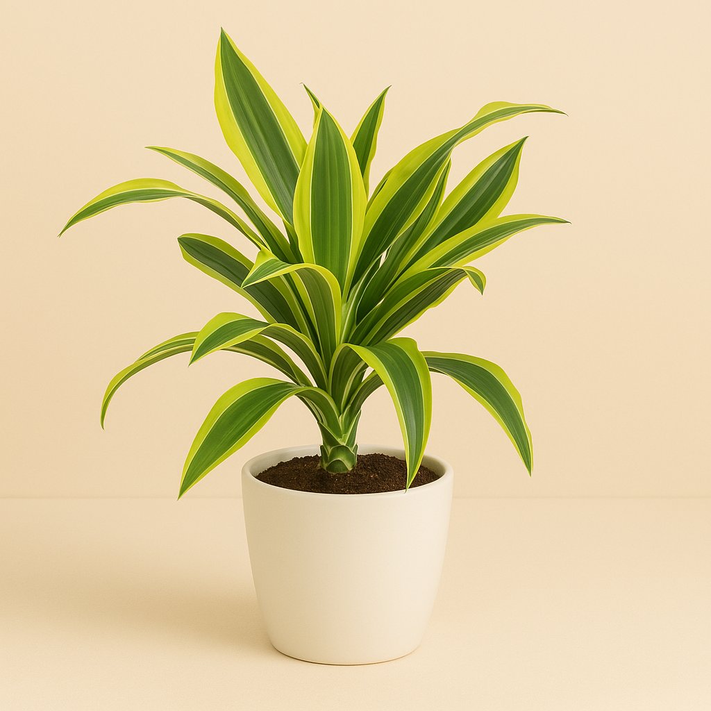 Dracaena Lemon Lime - 55cm
