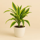 Dracaena Lemon Lime 55cm im 14cm Topf