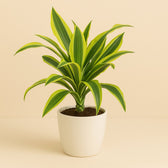 Dracaena Lemon Lime 55cm im 14cm Topf