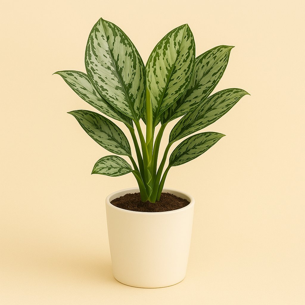 Aglaonema Jungle Silver - 60cm