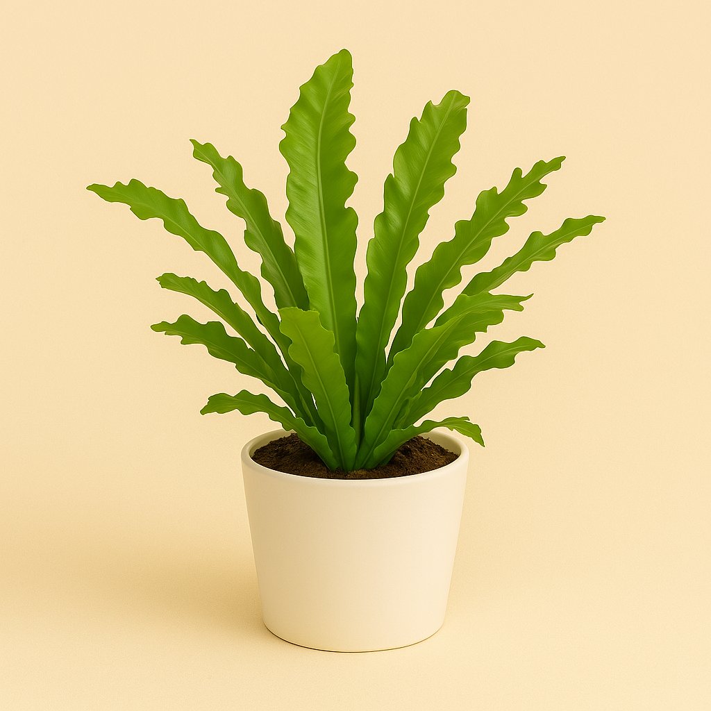 Asplenium Campio - 30cm