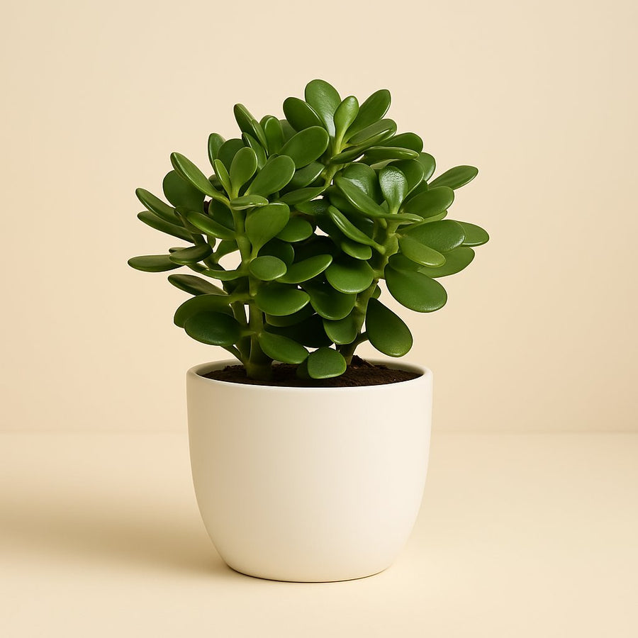 Crassula Ovata - 21cm in einem modernen Studio mit modernem Topf