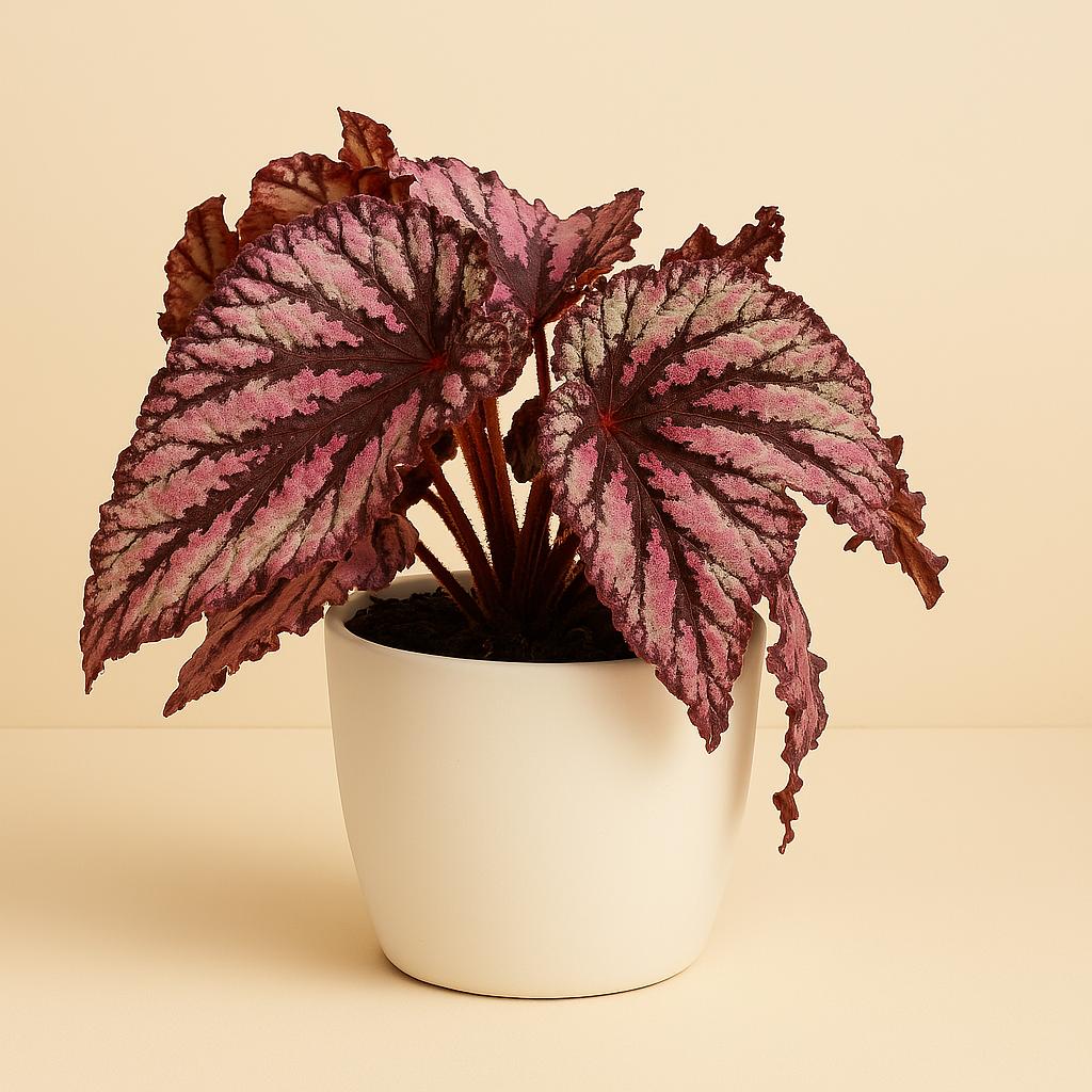 Begonia Rex Merenque - 25cm