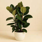 Ficus Elastica Robusta - 115cm in einem modernen Studio mit modernem Topf