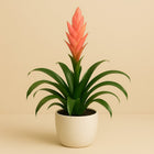 Tillandsia Ziva - 50cm in einem modernen Studio mit modernem Topf