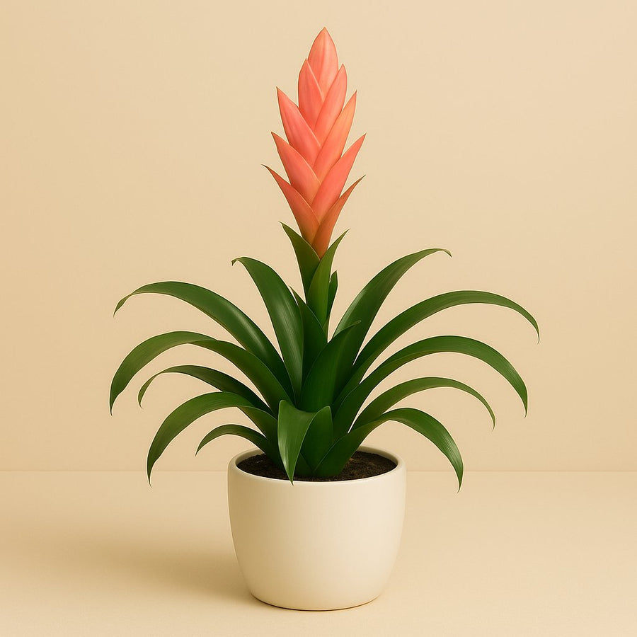 Tillandsia Ziva - 50cm in einem modernen Studio mit modernem Topf