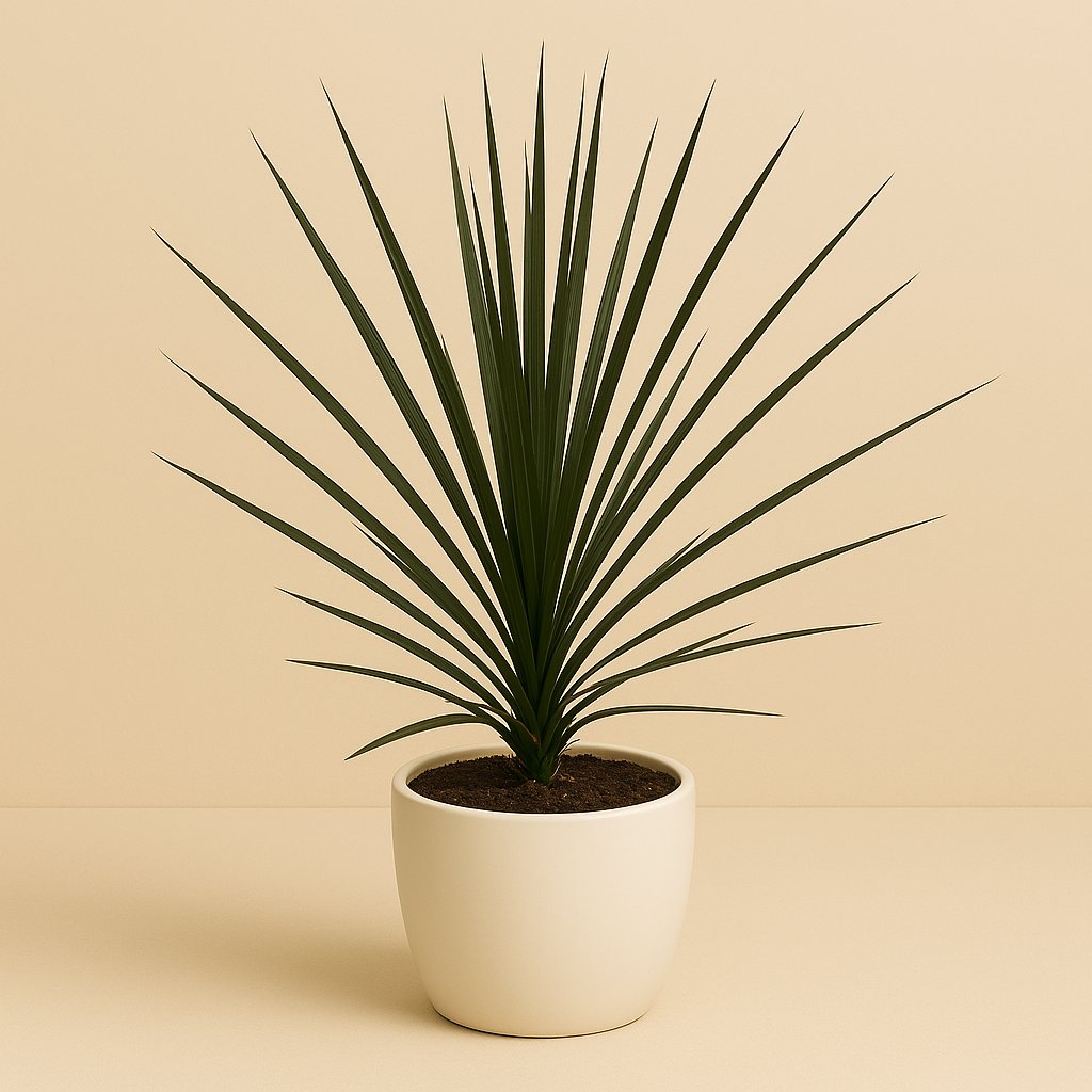 Cordyline Indivisa Peko - 60cm