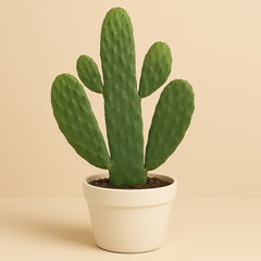 Opuntia Rubescens Consolea - 35cm