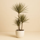 Dracaena Bicolor 120cm im Ø21cm Topf