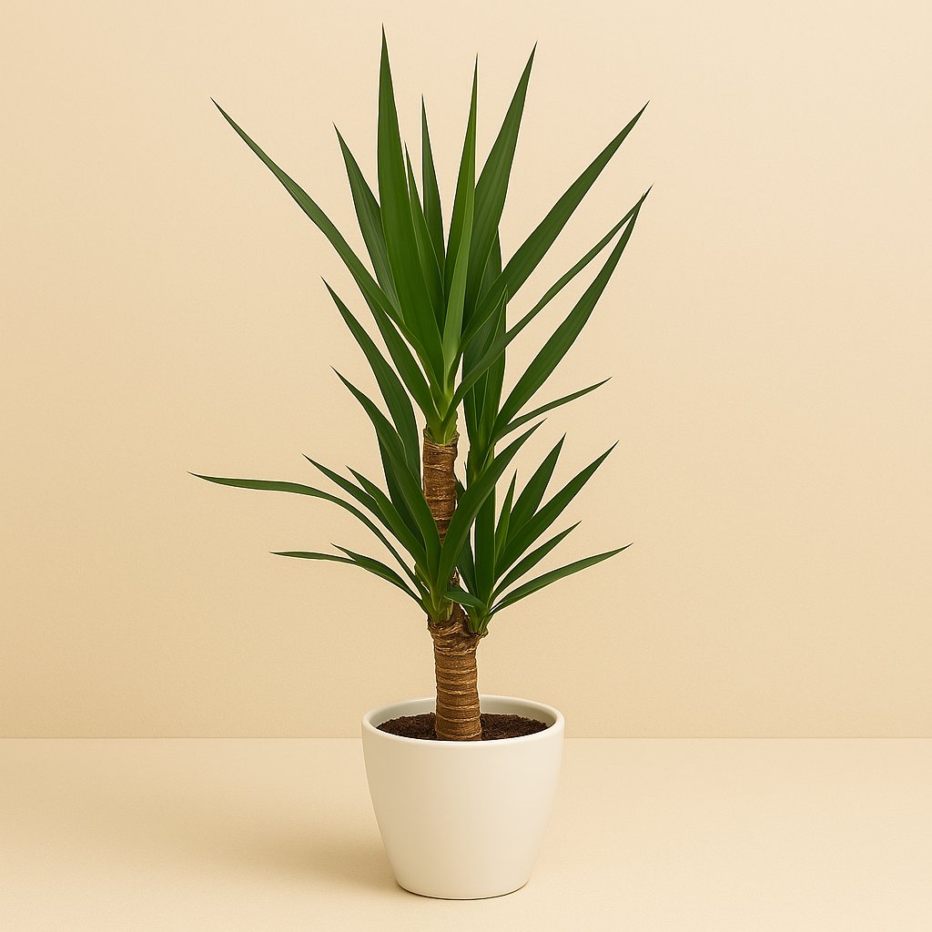 Yucca - 90cm