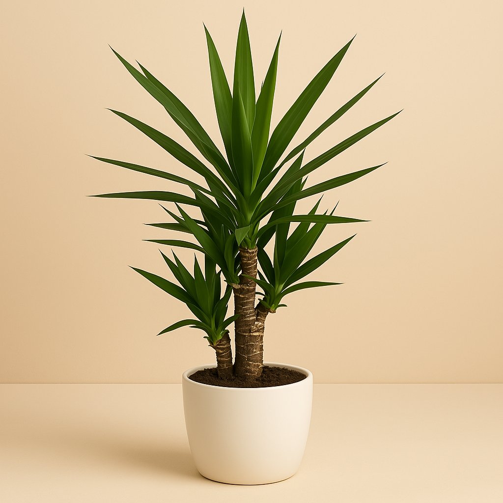 Yucca - 75cm