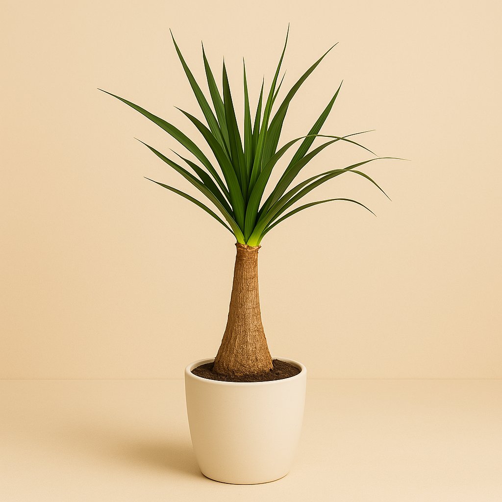 Yucca - 120cm
