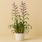 Tillandsia Mora - 55cm in einem modernen Studio mit modernem Topf