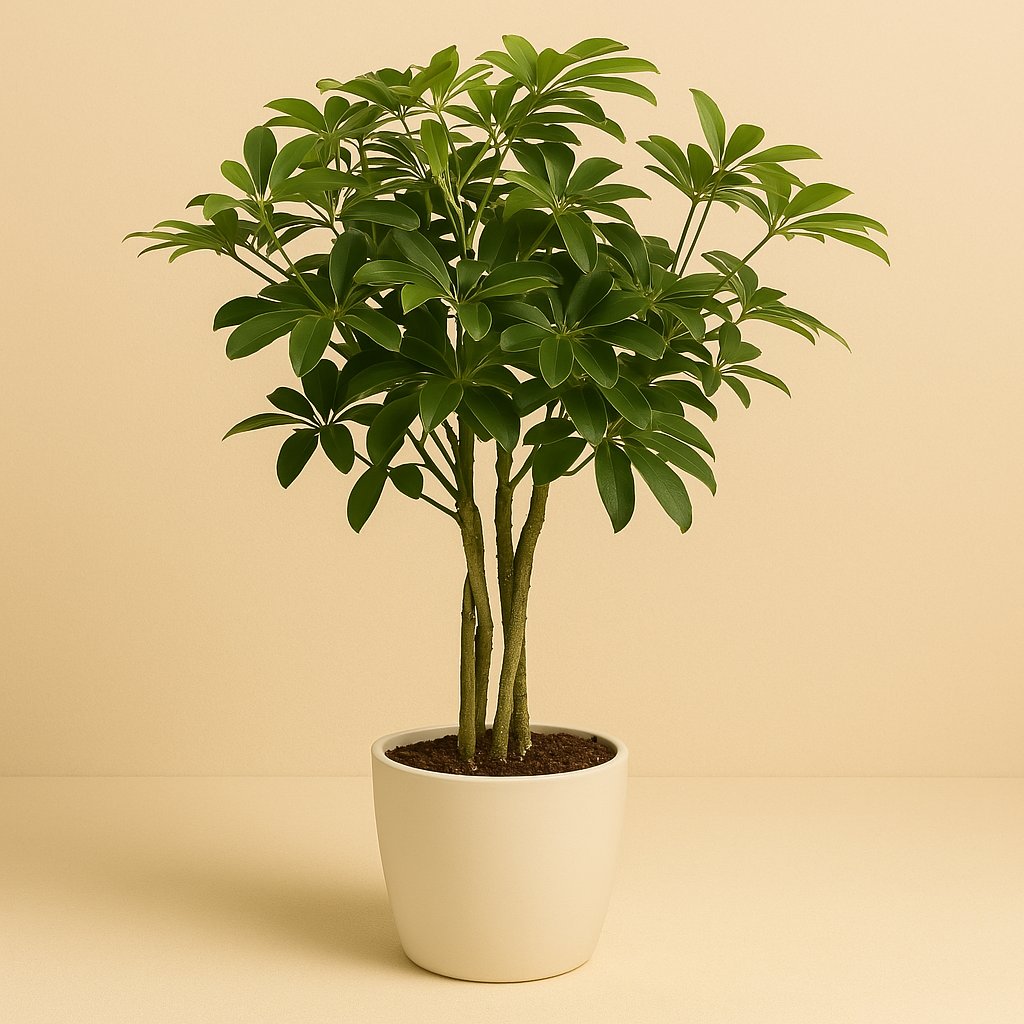 Schefflera Arboricola Nora - 75cm