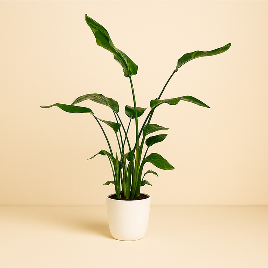Strelitzia Nicolai - 120cm
