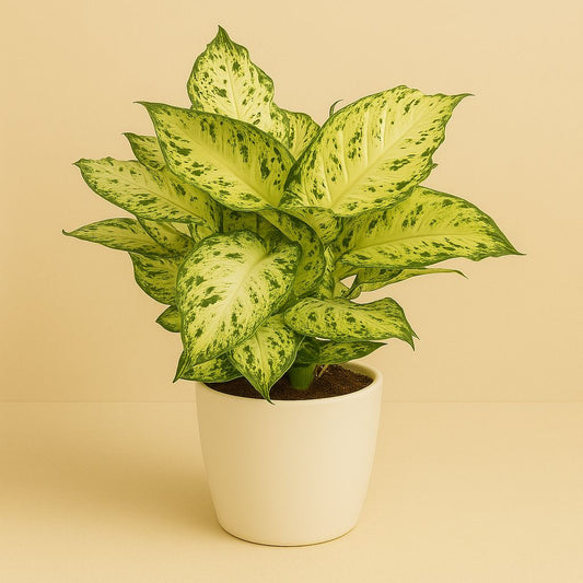 Dieffenbachia Amy - 35cm