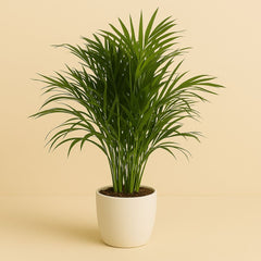 Dypsis Lutescens (Areca Palme) - 100cm