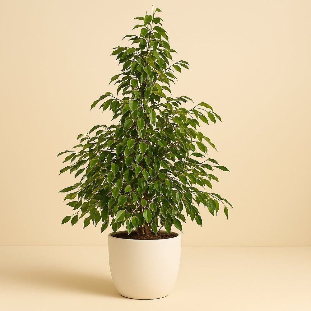 Ficus Benjamina Golden King 130cm im 27cm Topf