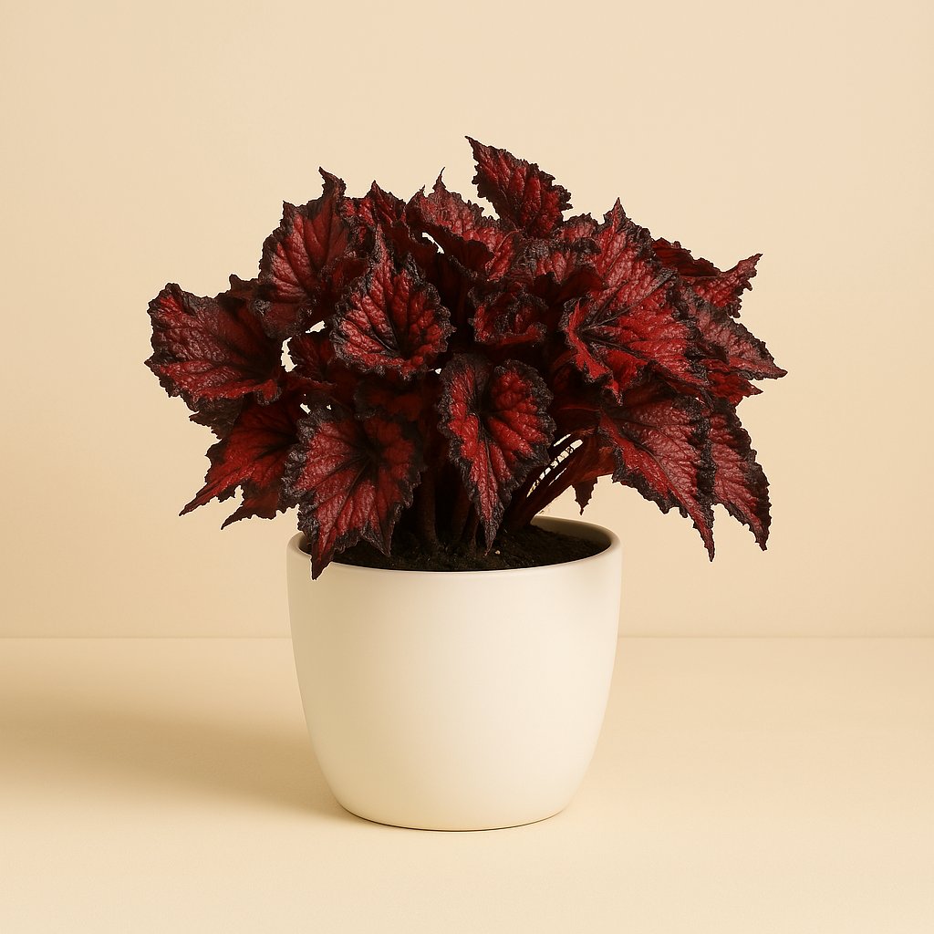 Begonia Inca Night - 35cm