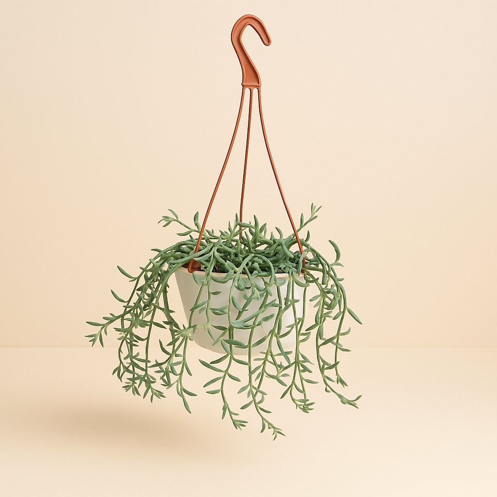 Senecio Hallianus - 25cm