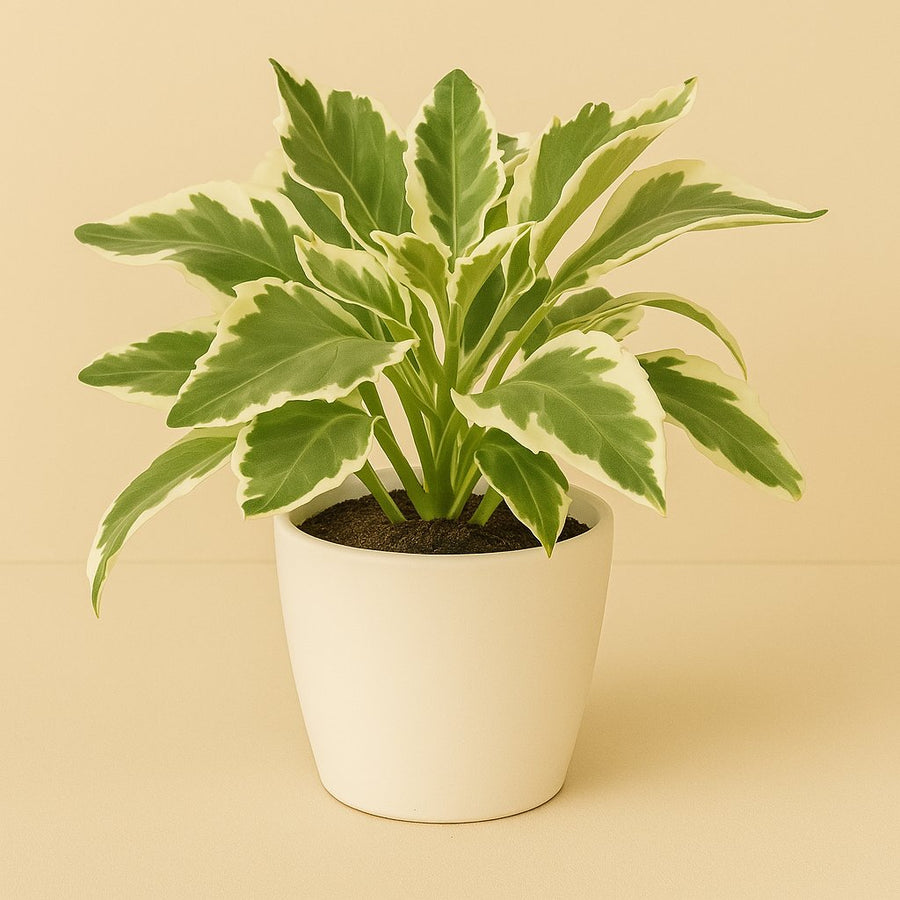 Kalanchoe Laciniata - 30cm in einem modernen Studio mit modernem Topf