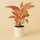 Aglaonema Orange Star - 50cm in einem modernen Studio mit modernem Topf