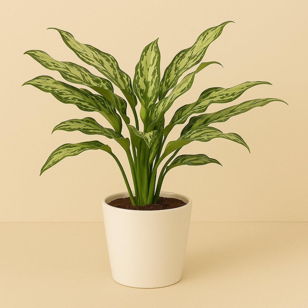 Aglaonema Stripes - 40cm