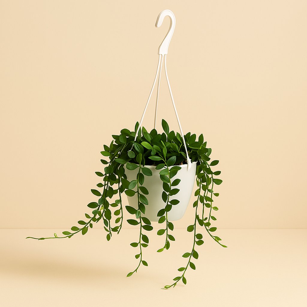 Senecio Herreianus 25cm im 11cm Topf