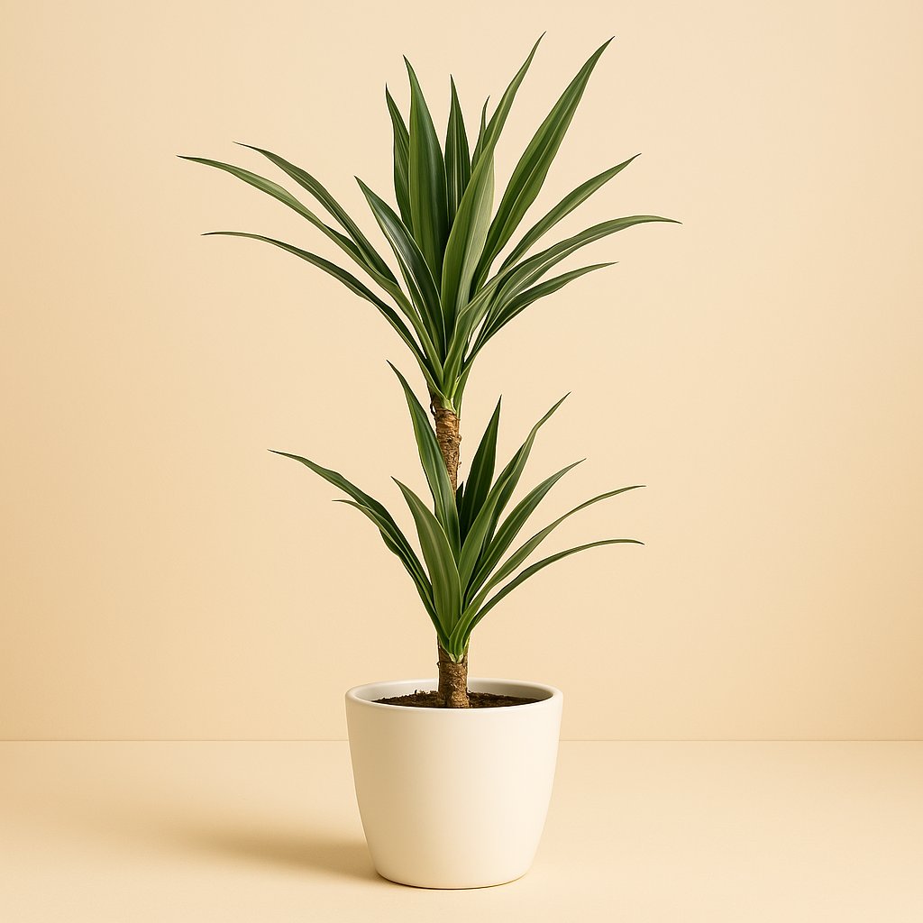 Dracaena Warneckei - 65cm