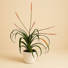 Tillandsia Flabelatta - 40cm in einem modernen Studio mit modernem Topf