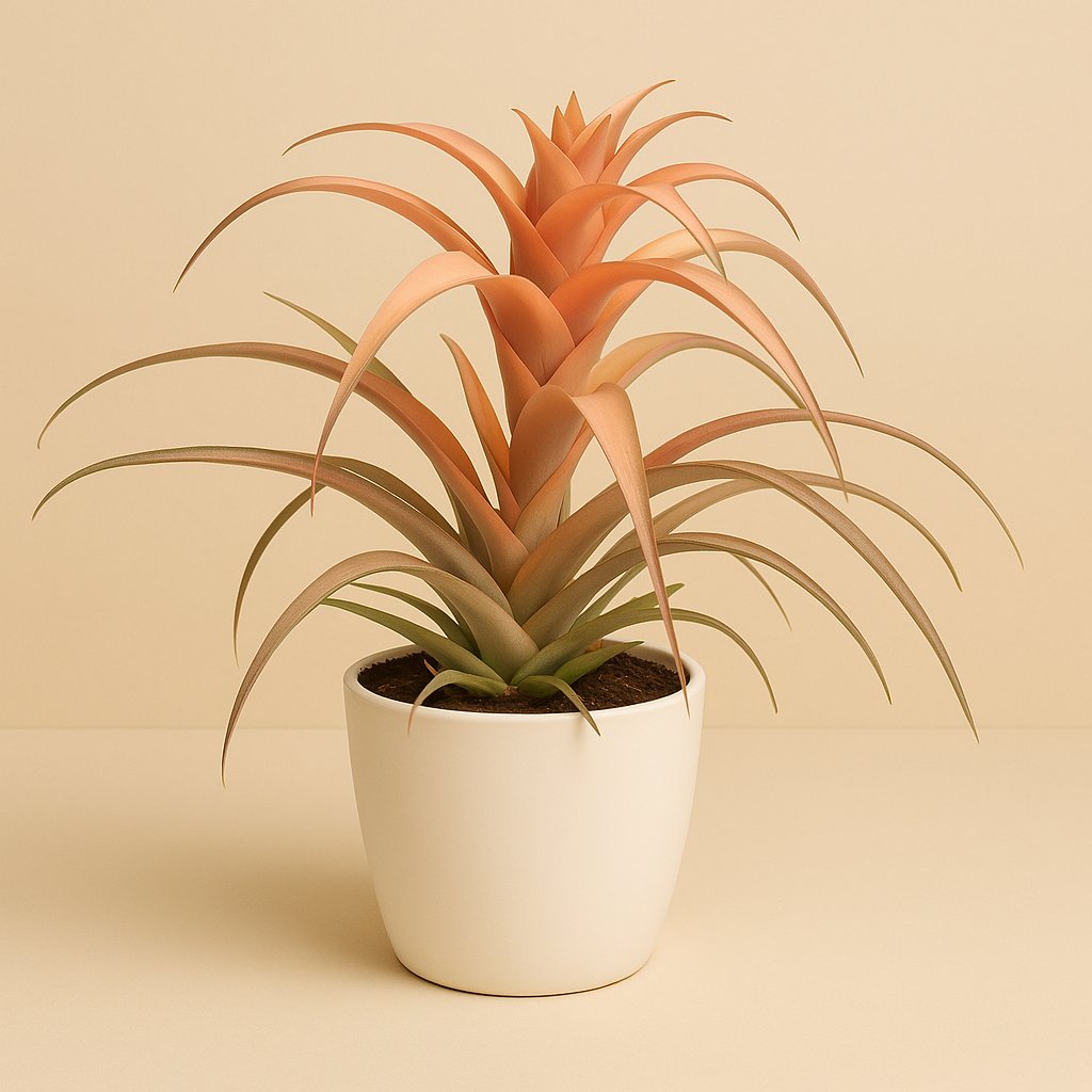 Tillandsia Capitata - 30cm