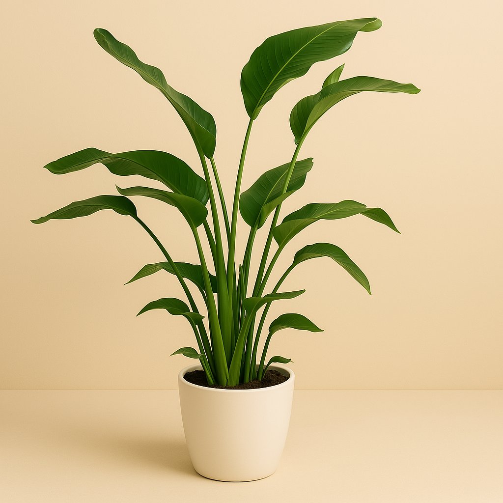 Strelitzia Nicolai - 100cm