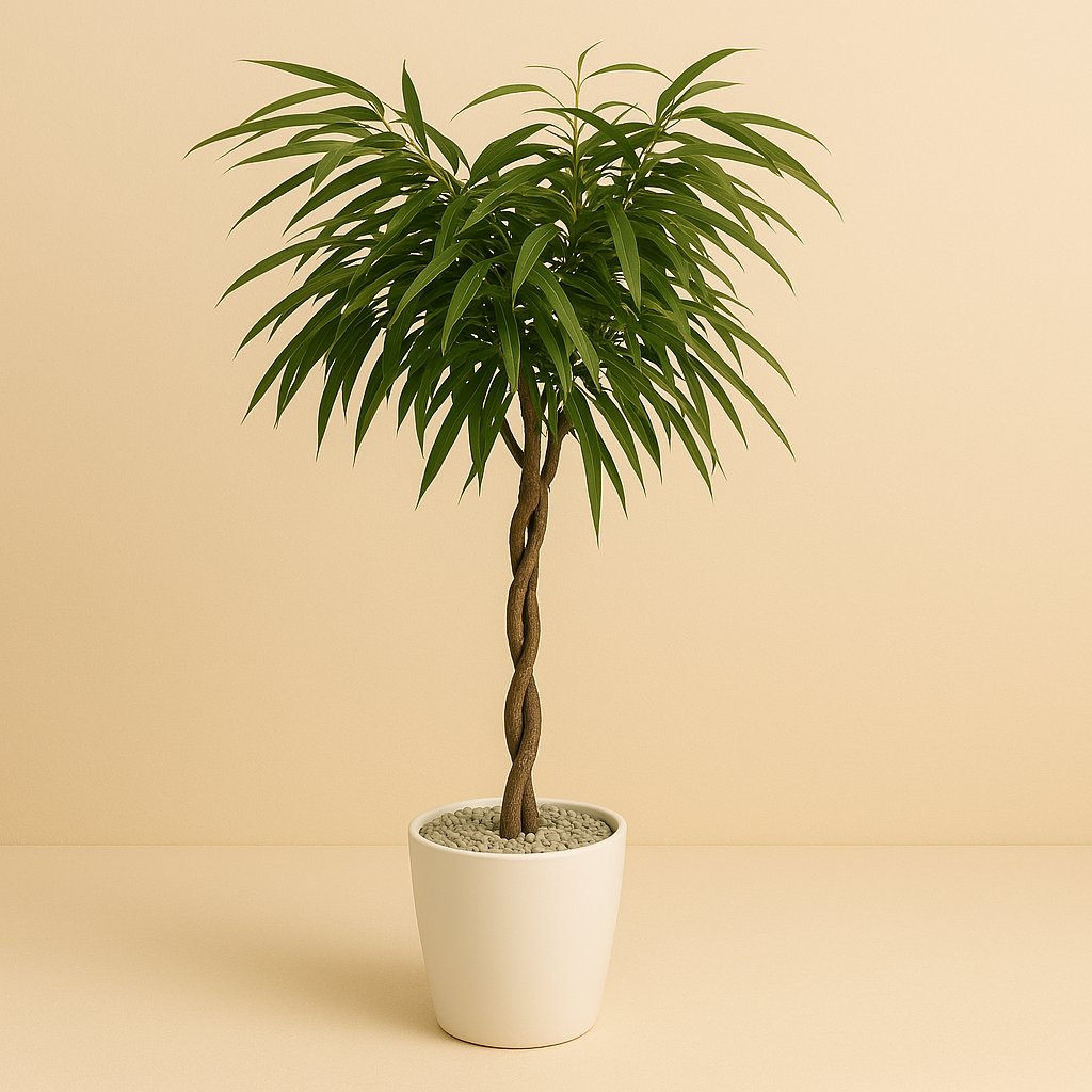 Ficus Mahori - 120cm