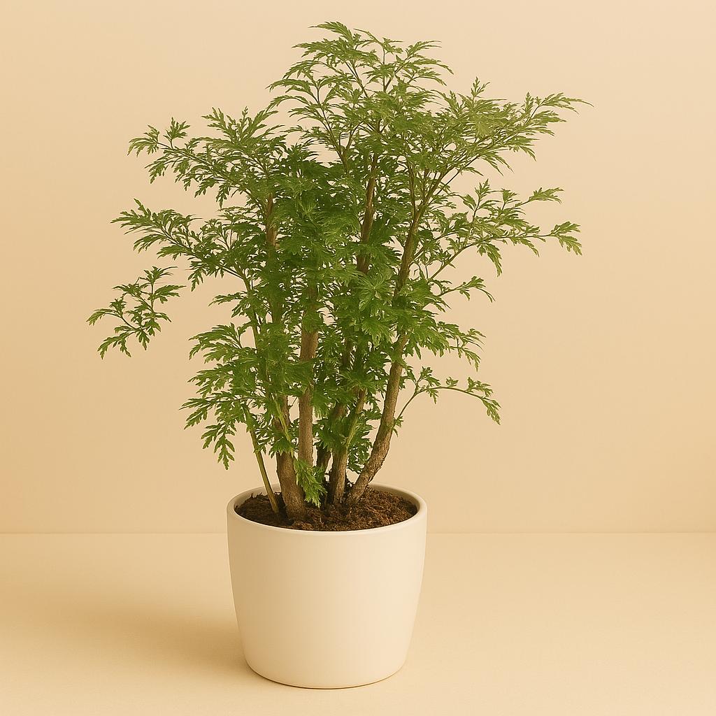 Polyscias Hawaiiana Ming - 65cm